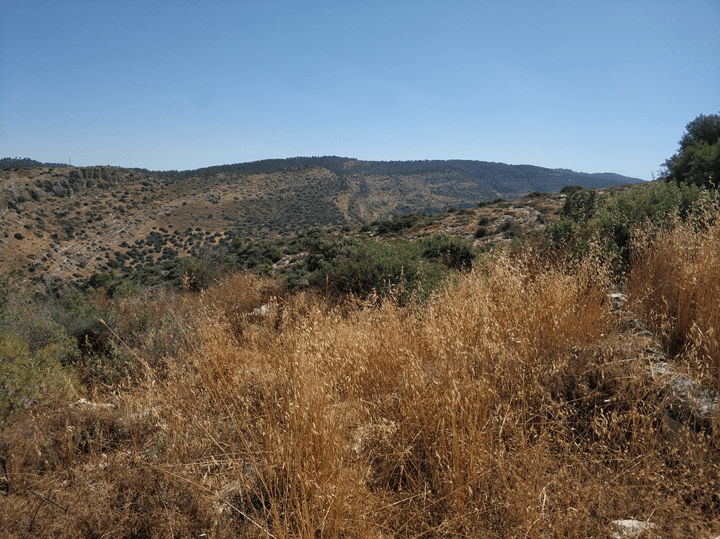 להיות עם חפשיי בארצנו, ארץ ציון וירושלים - מגזין חדשות עכשיו