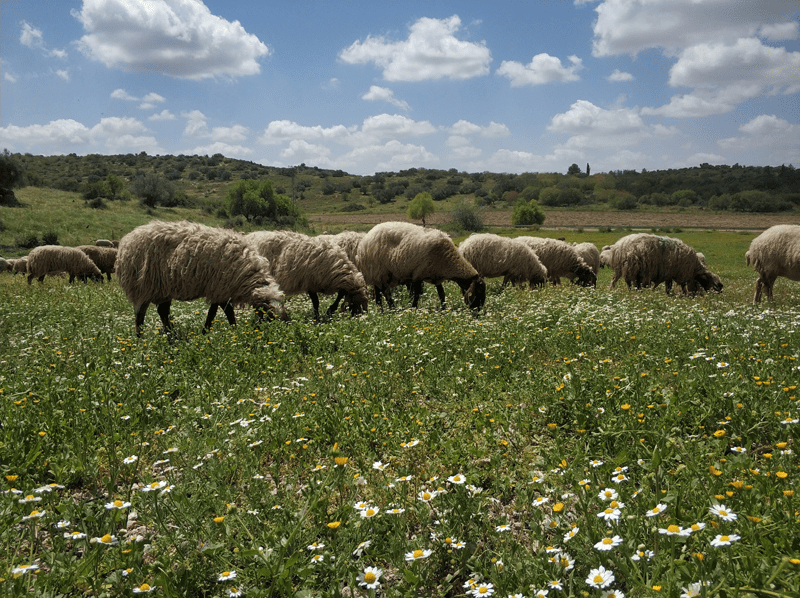 כבשים במרעה